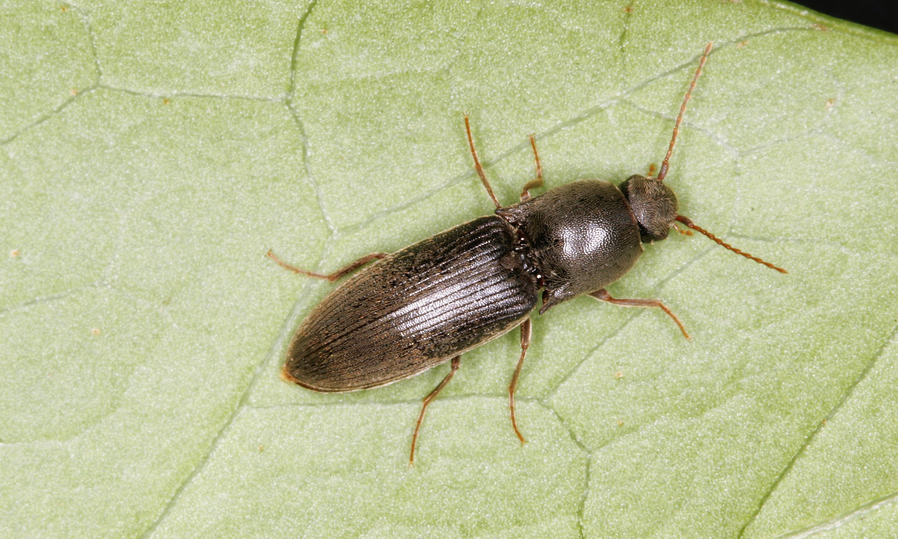 view Research Methods and Statistics: A