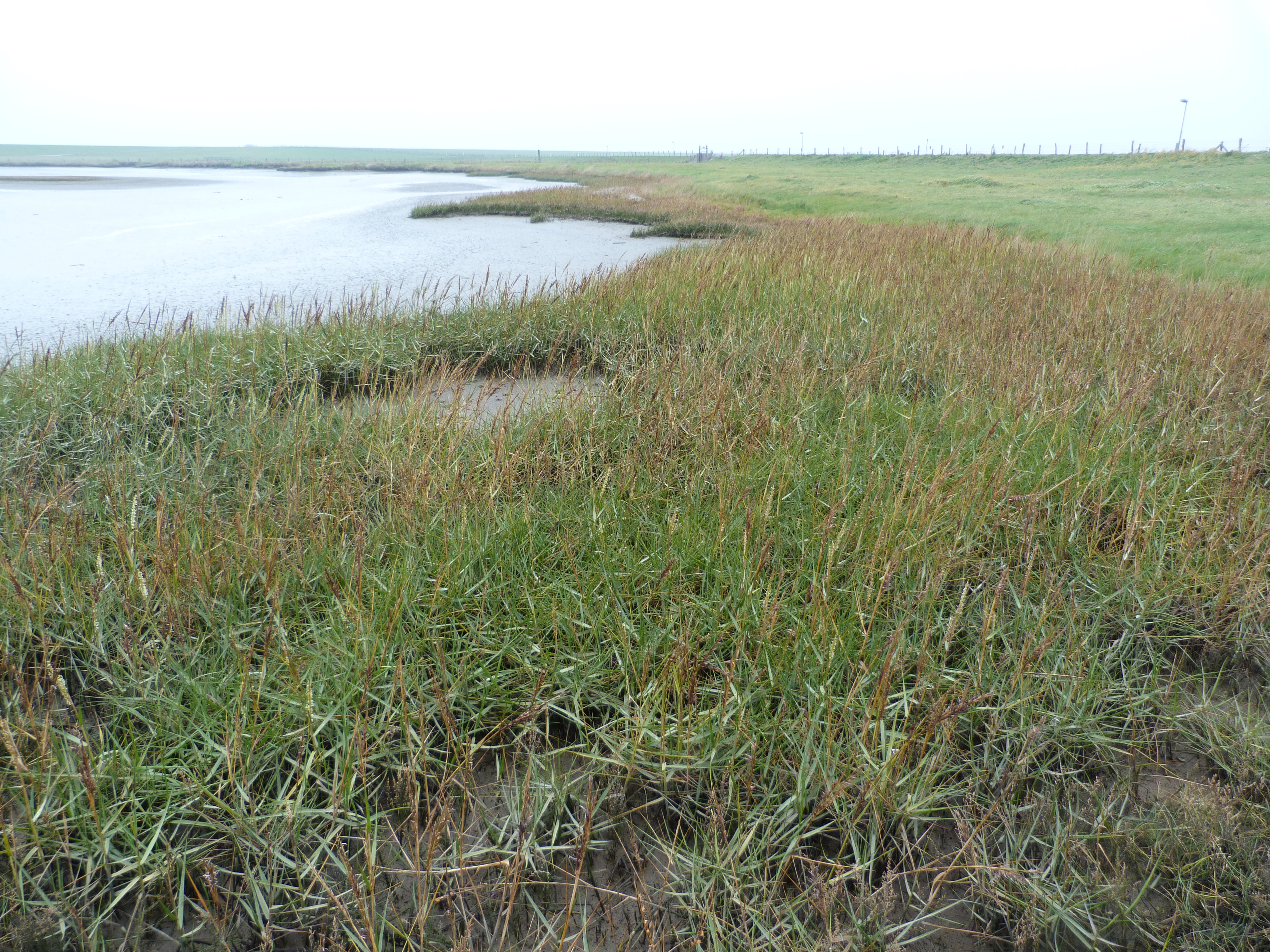 Giftige Pilzkrankheit: Mutterkorn im Schlickgras entdeckt