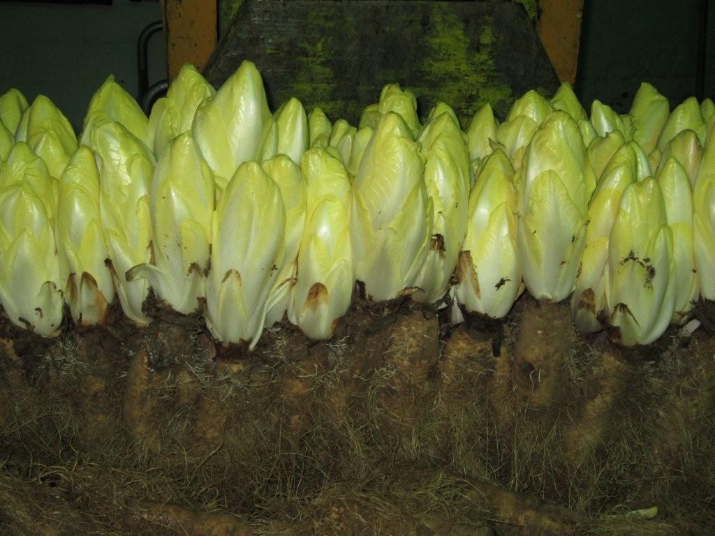 Chicorée, das belgische Gemüse | Industrieverband Agrar