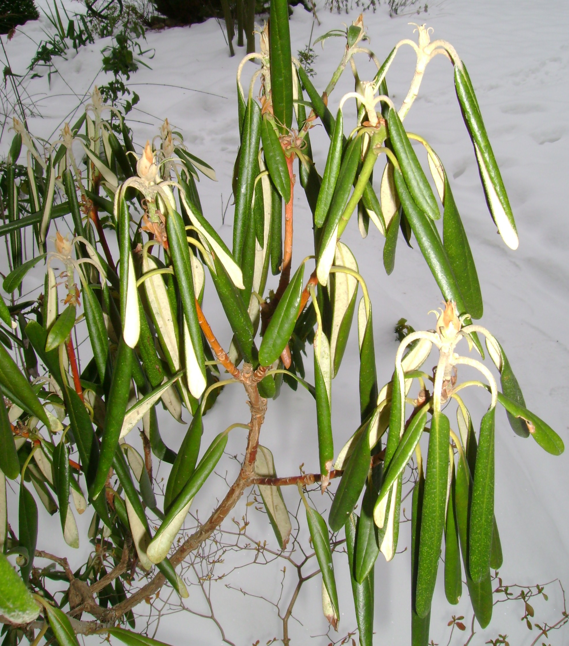 pflanzen frost schützen