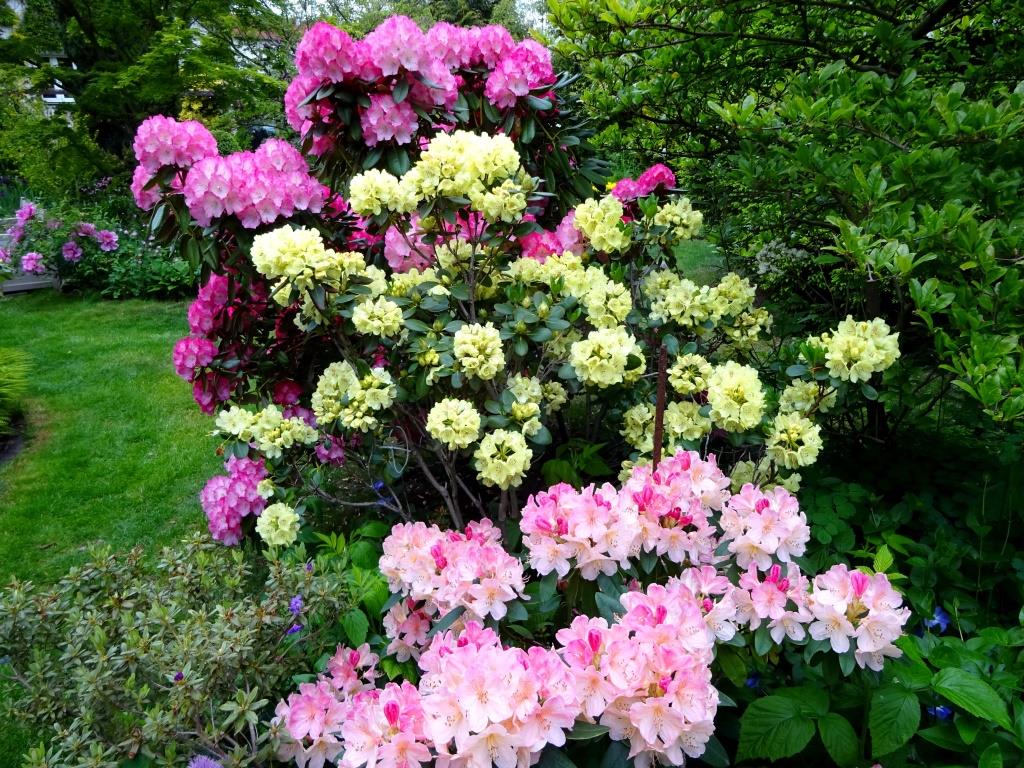 japanische stechpalme jenny Japanisches Stechpalmen Set - Ilex crenata ´Jenny´ Ball