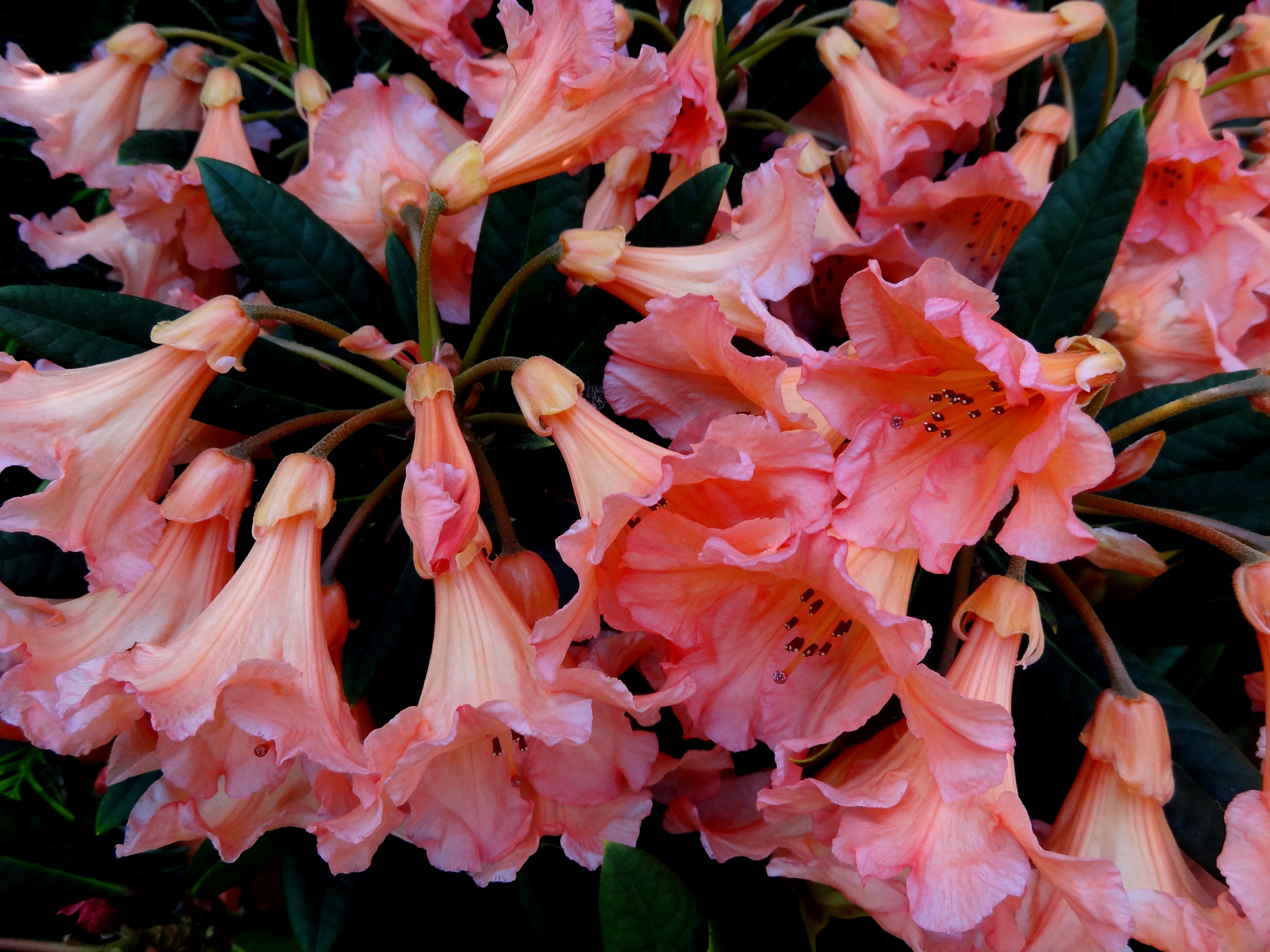 Rosen und Rhododendren einen guten Start geben | Industrieverband Agrar e.  V.
