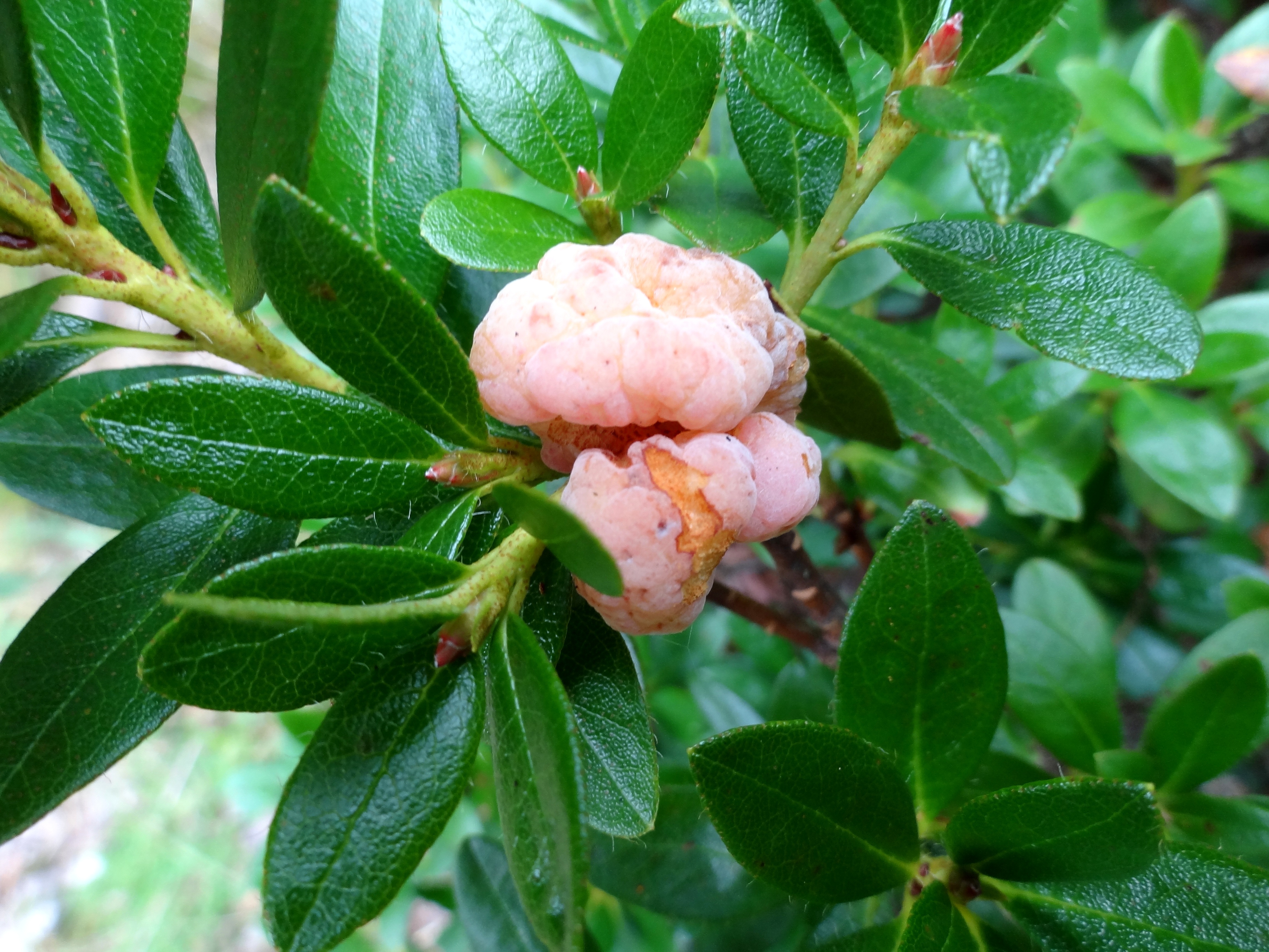 Starker Rckschnitt an Rhododendron mglich | Industrieverband Agrar e. V.
