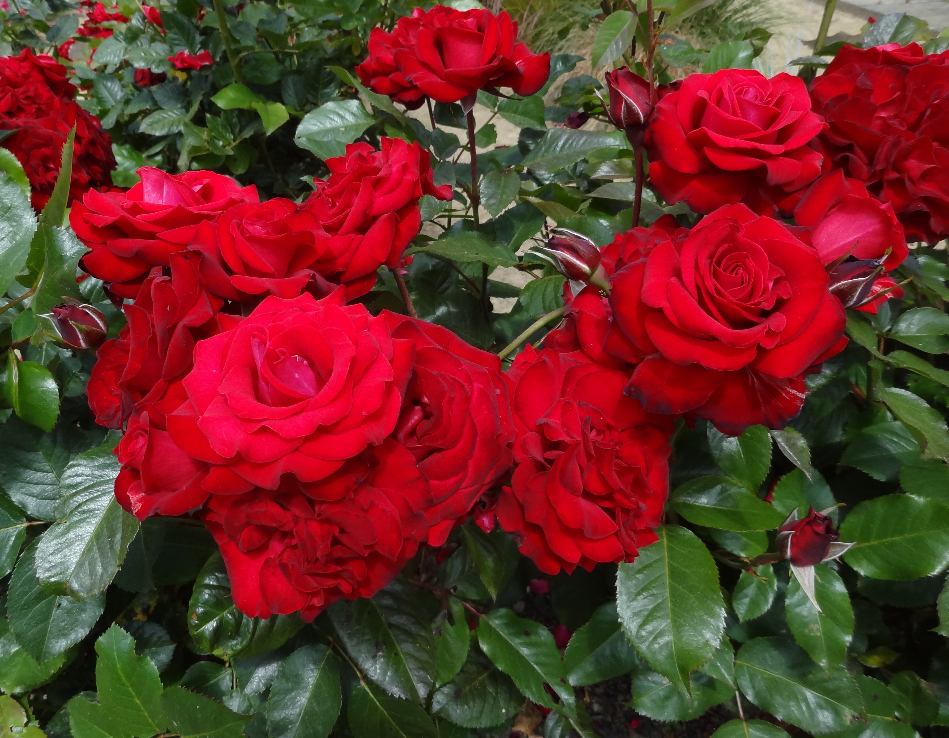 Rosen und Rhododendren einen guten Start geben | Industrieverband Agrar e.  V.
