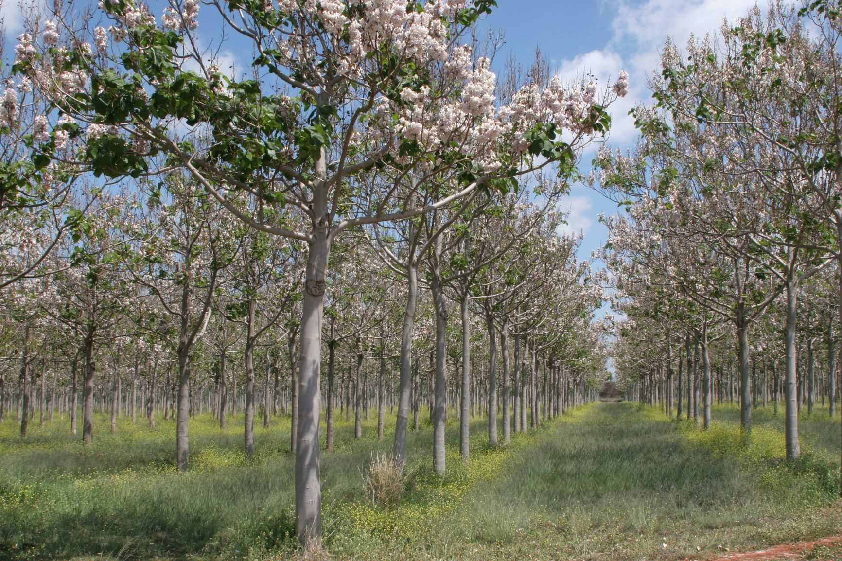 perfekt dünger Purgrün Bio-Obstbaum-Dünger 1 kg main image 0