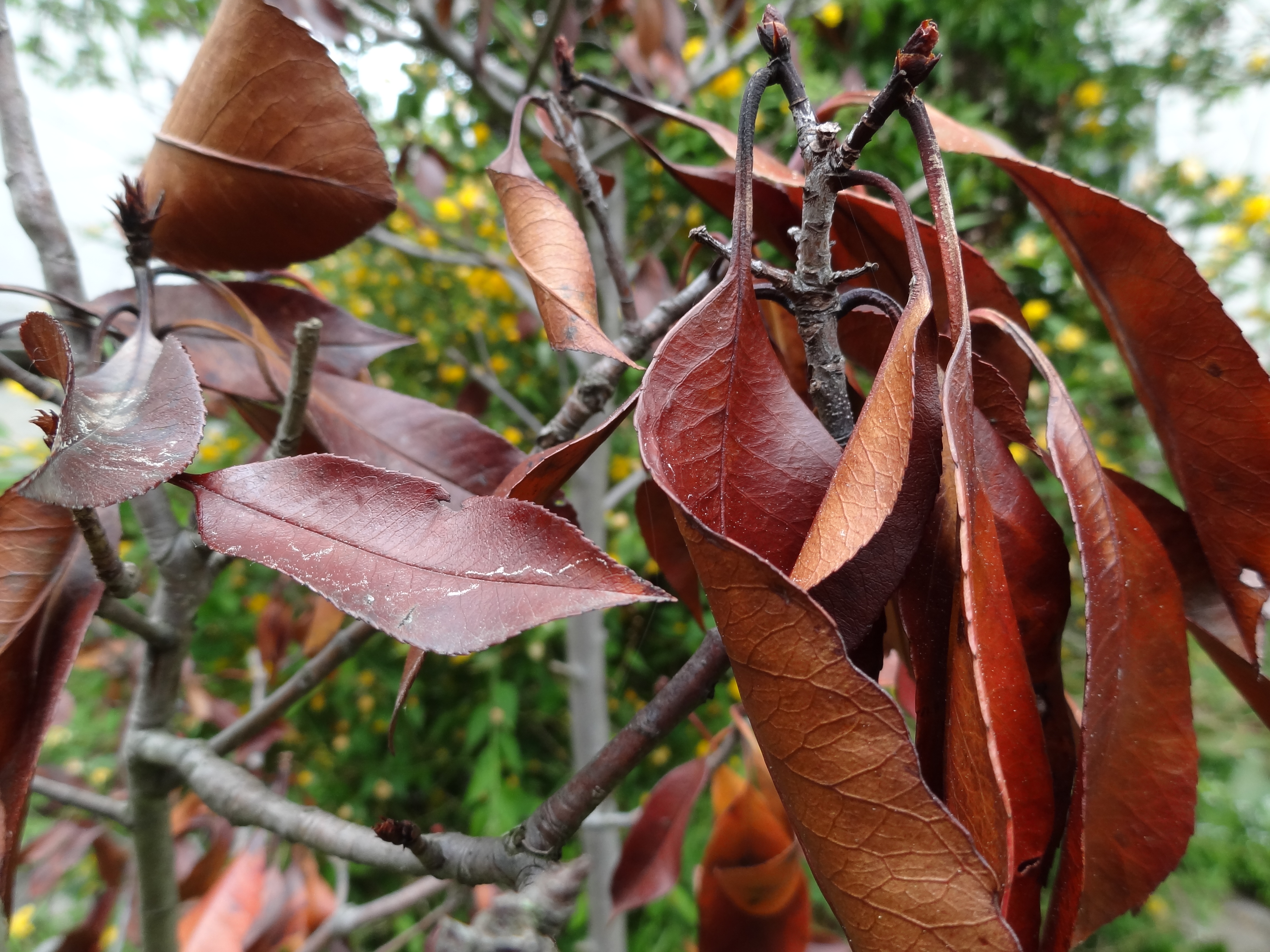 Sptfolgen des Winterfrostes an Gartenpflanzen | Industrieverband Agrar e.  V.