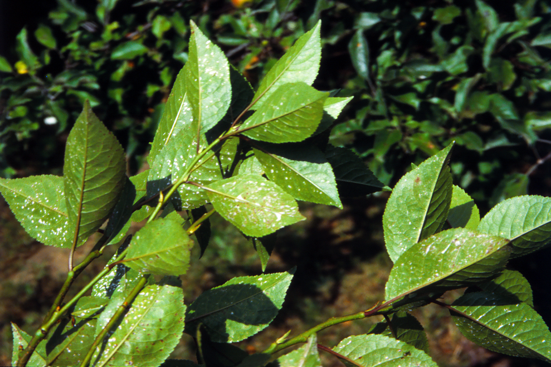 monstera perforation Monstera Obliqua Peru Rare Cutting Perforated Leaves – plantandstories main image 1