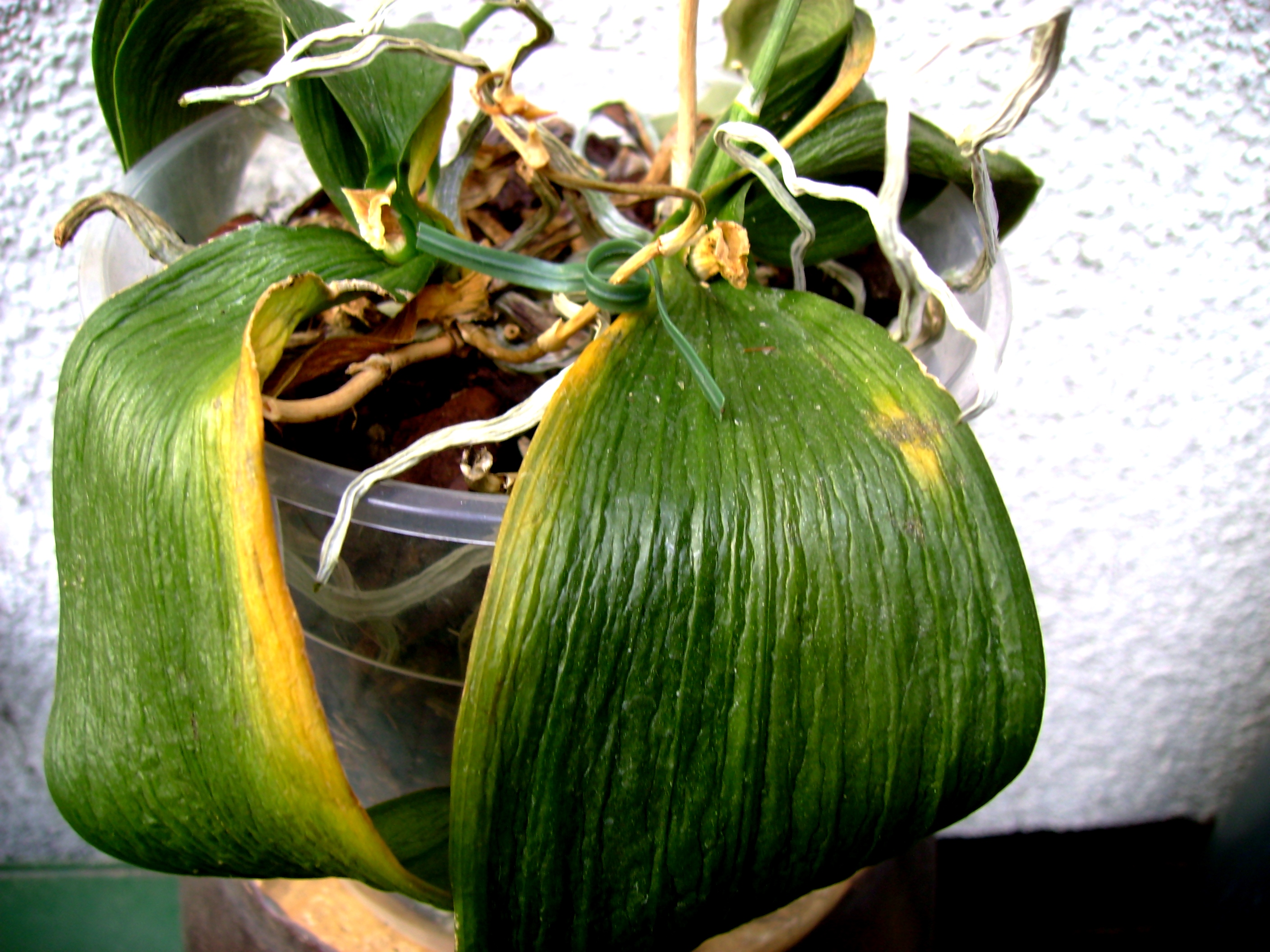 epipremnum neon variegata Neon Pothos Plant in 6 in. Grower Pot