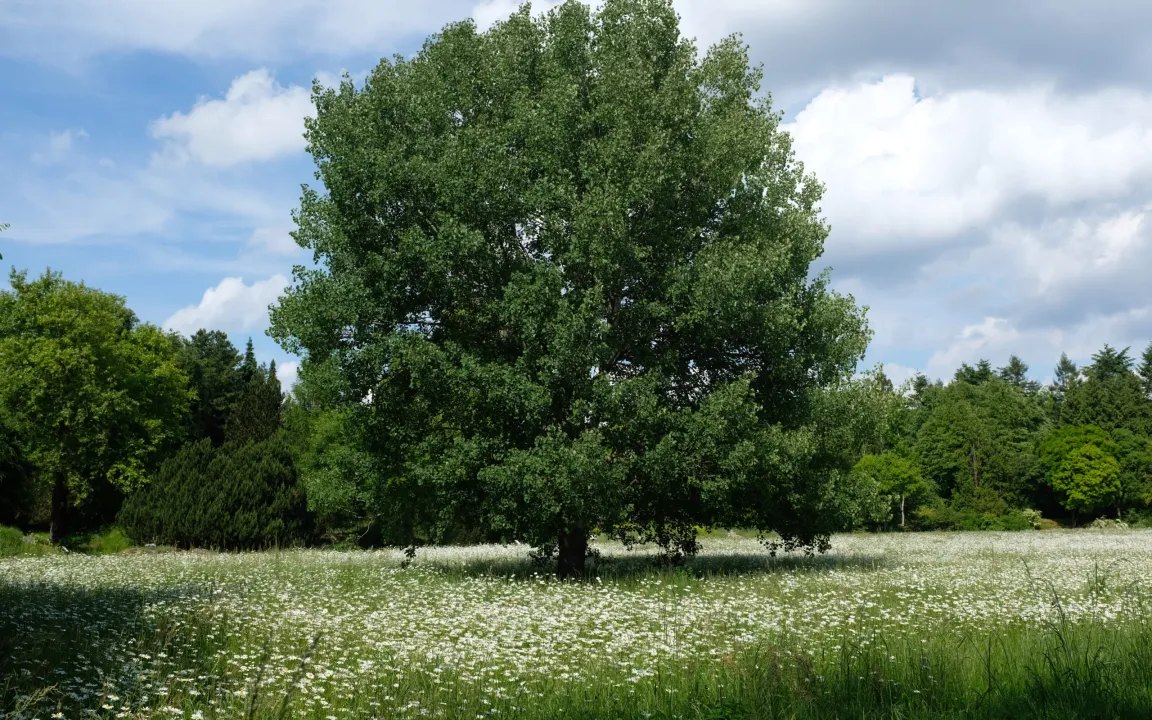 Baum des Jahres 2026: Die Zitterpappel
