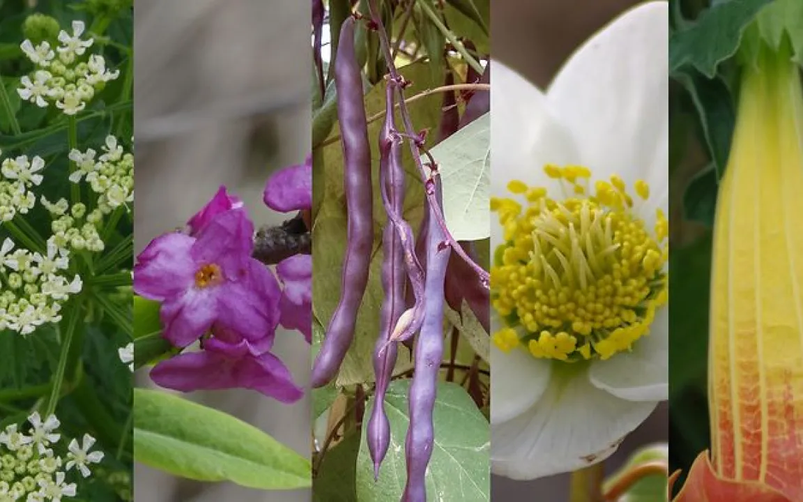 Wahl zur „Giftpflanze des Jahres 2026“