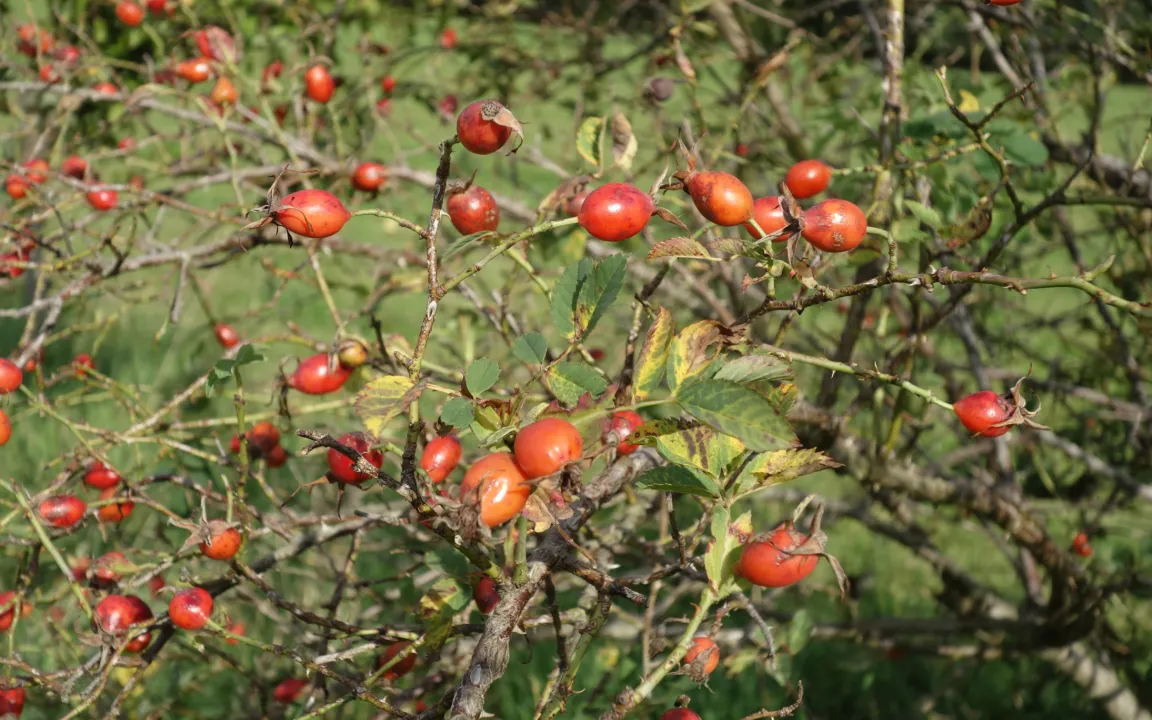 Hundsrose hebelt Biologie-Lehrsätze aus