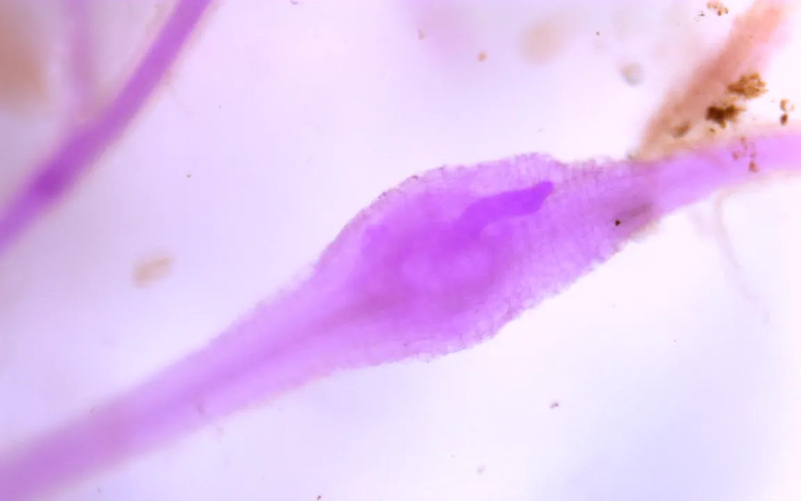 Unerwartete Allianz unter der Erde