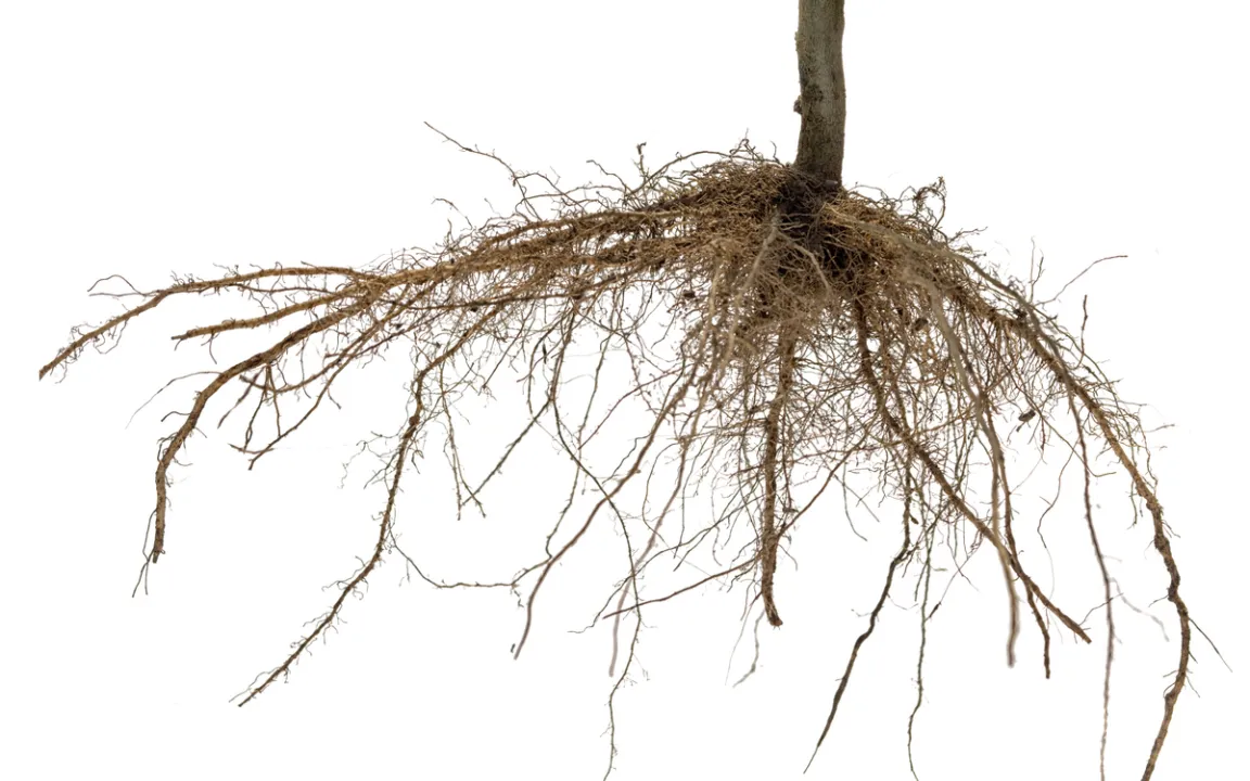 Wurzelnackte Gehölze pflanzen