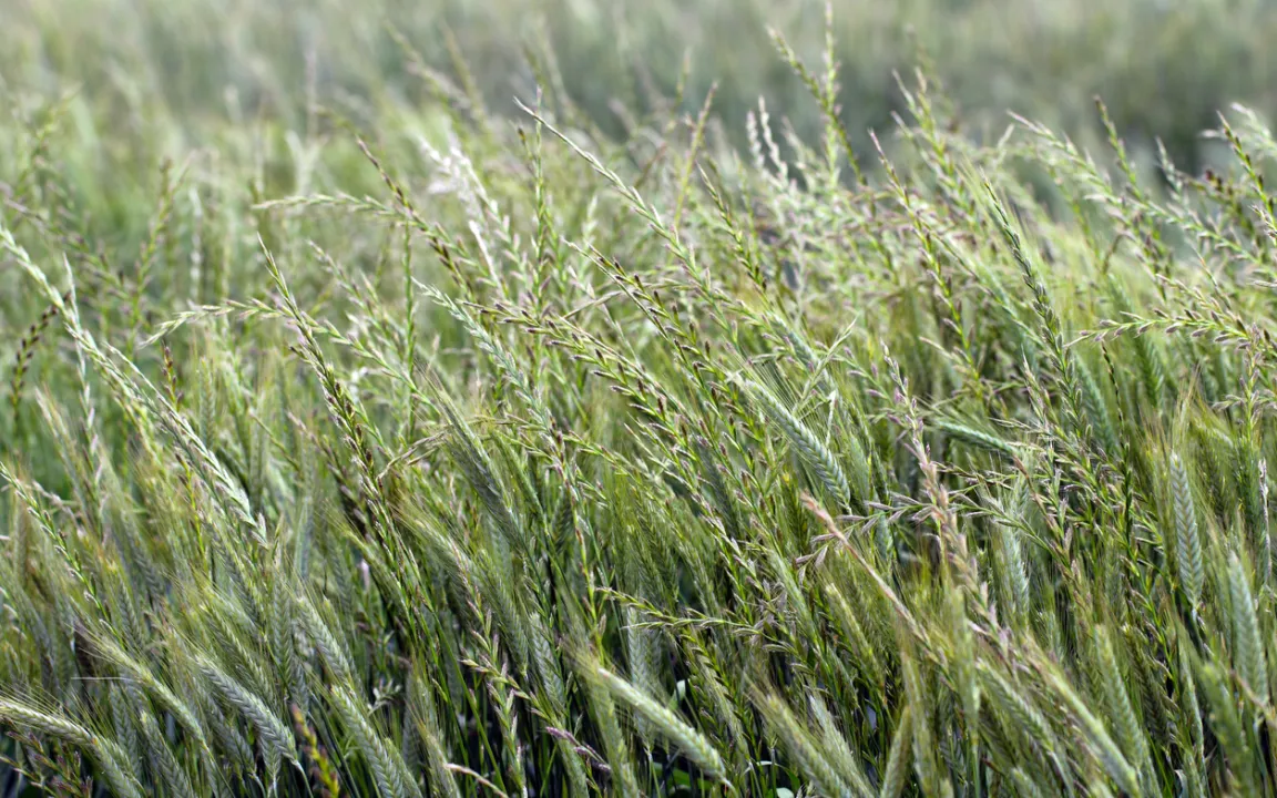 Quecke: hartnäckig im Garten und auf dem Acker