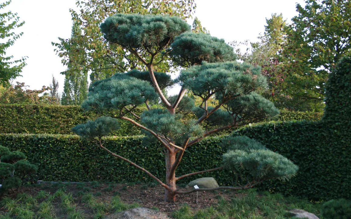 Bonsai-Kiefern richtig pflegen