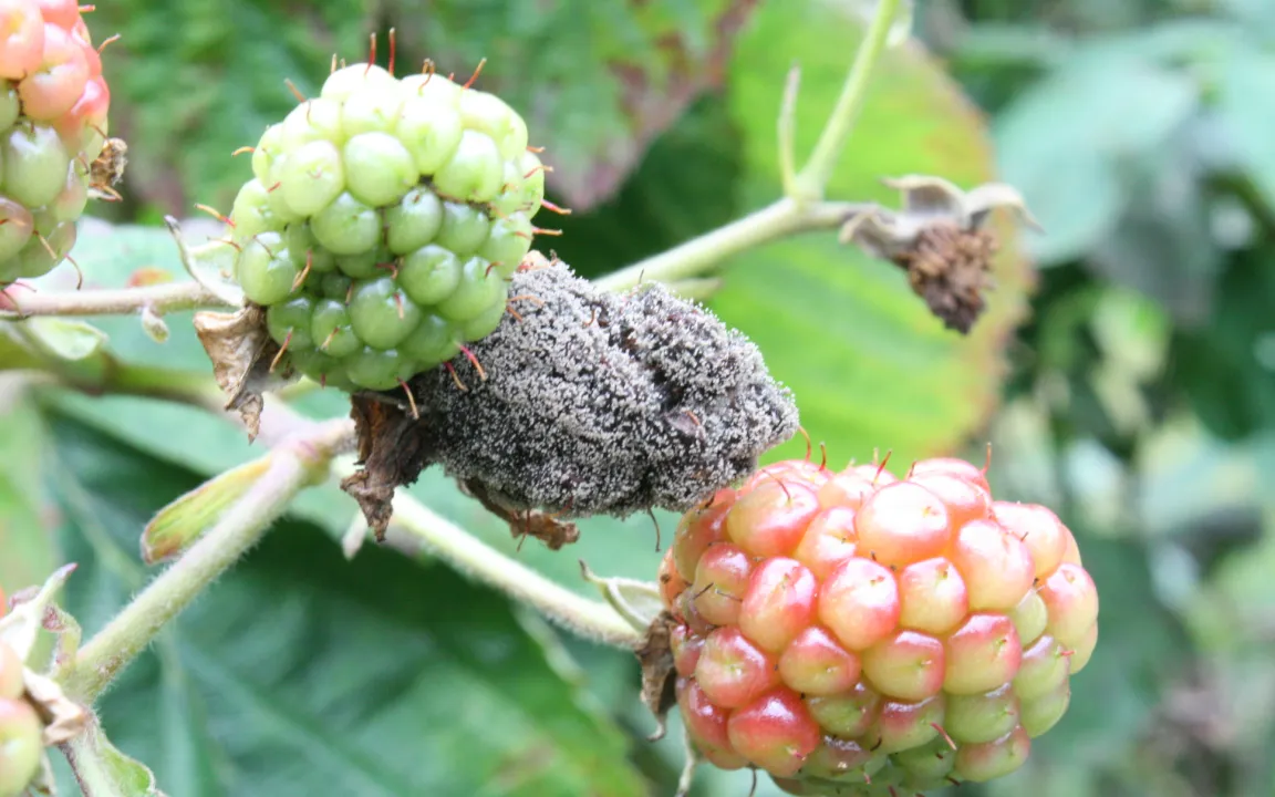 Buchtipp: Schadbilder an Beerenobst erkennen und behandeln