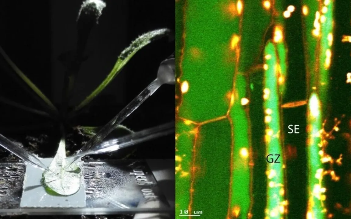 Großalarm in Pflanzen
