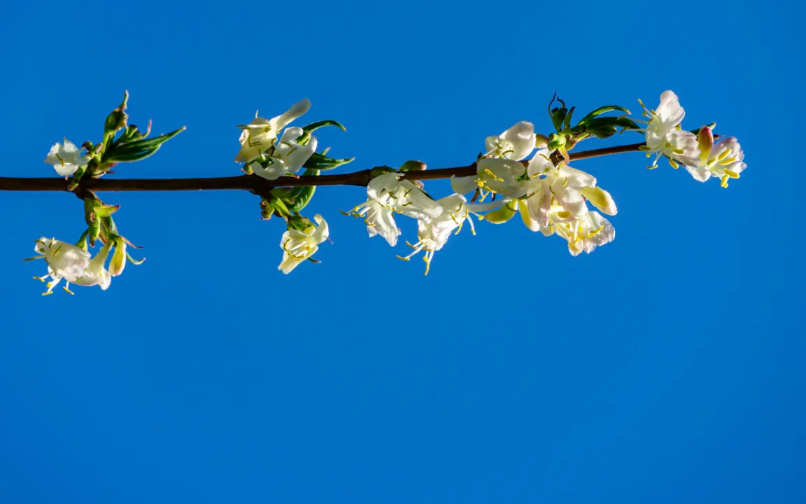 Die Winter-Heckenkirsche