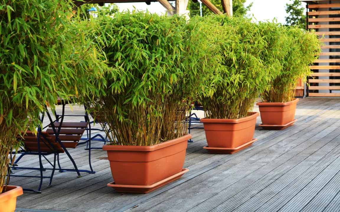 Bambus: Zier- und Nutzpflanze mit verblüffenden Eigenschaften