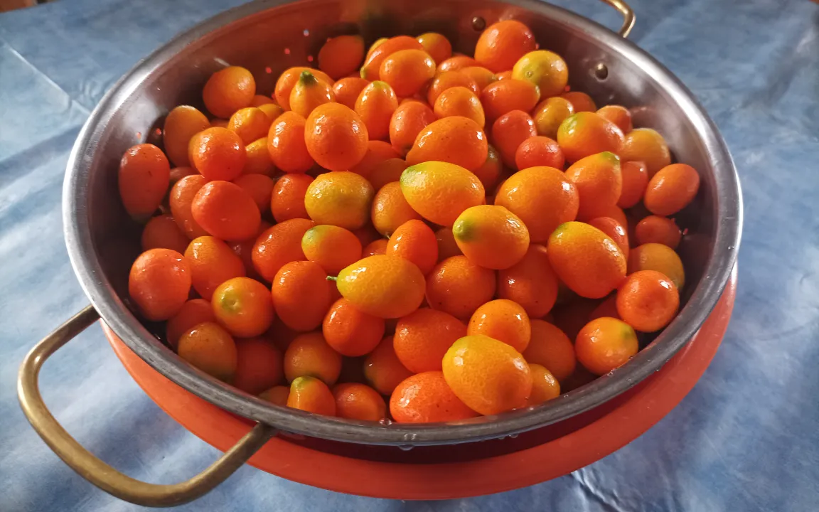 Kumquat-Früchte aus dem eigenen Garten