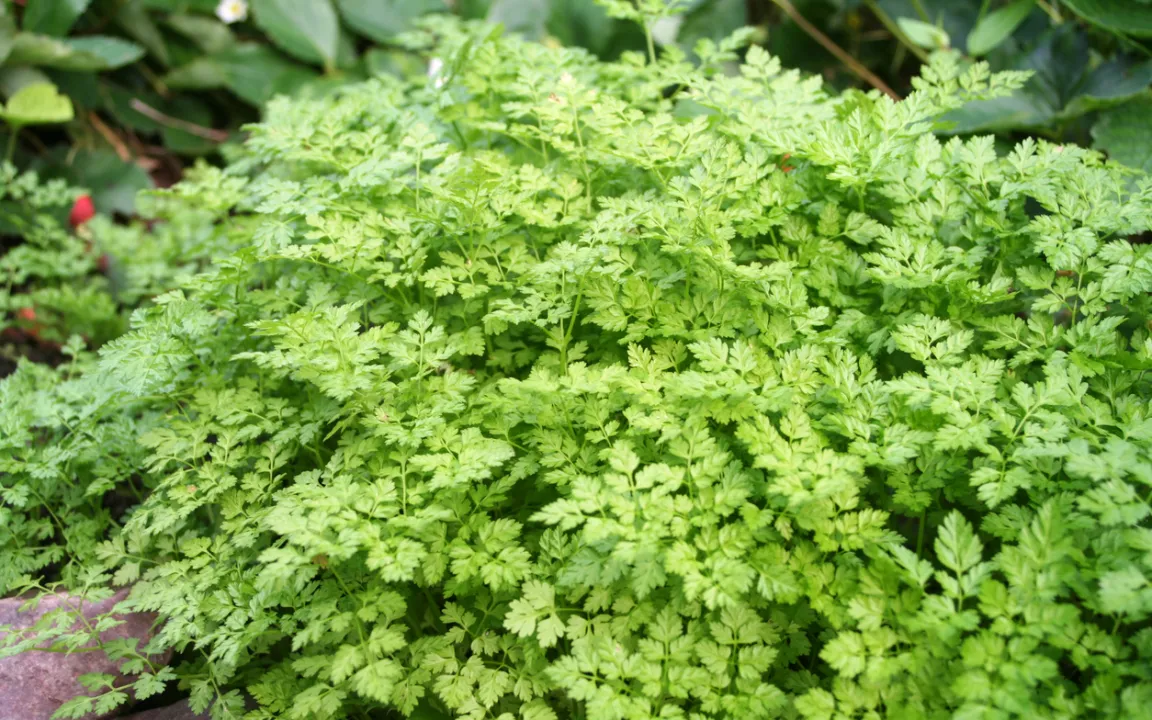 Kerbel: Das aromatische Gewürz von der Fensterbank