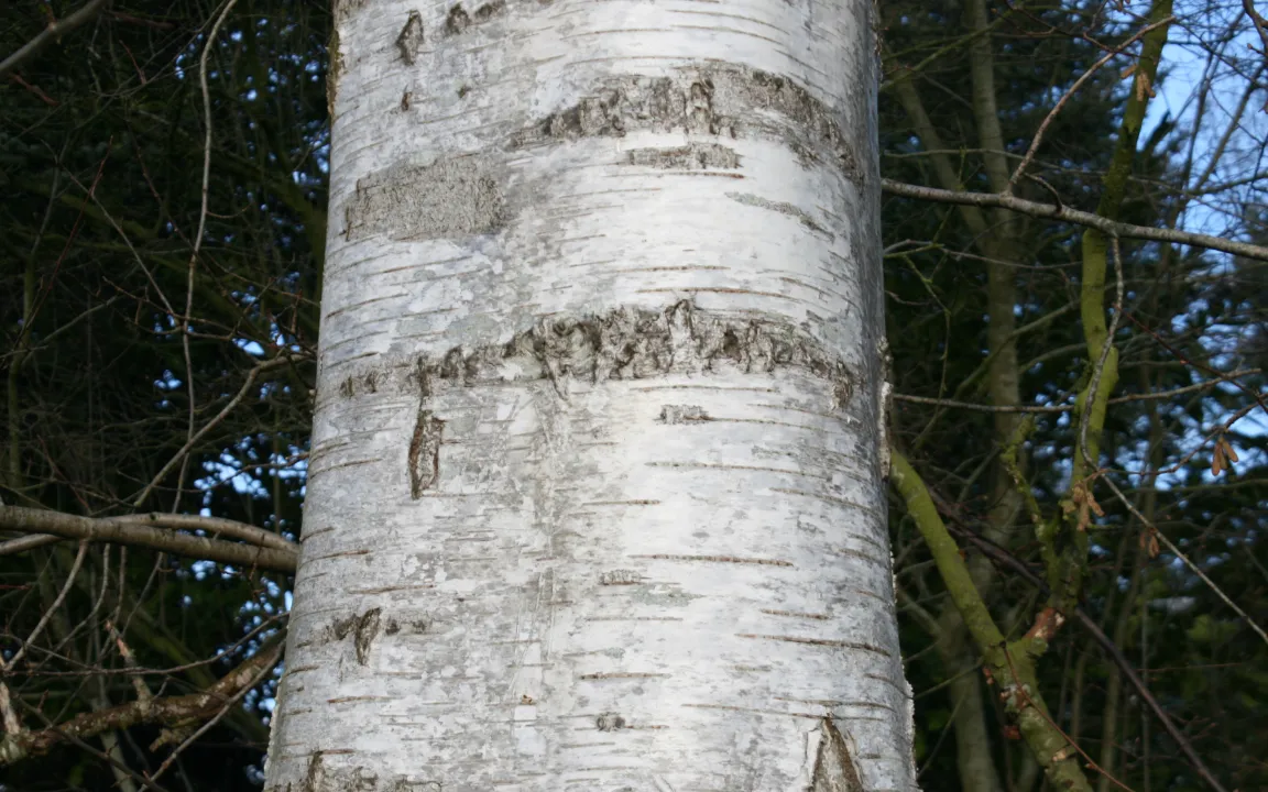 Bäume mit schmückender Rinde