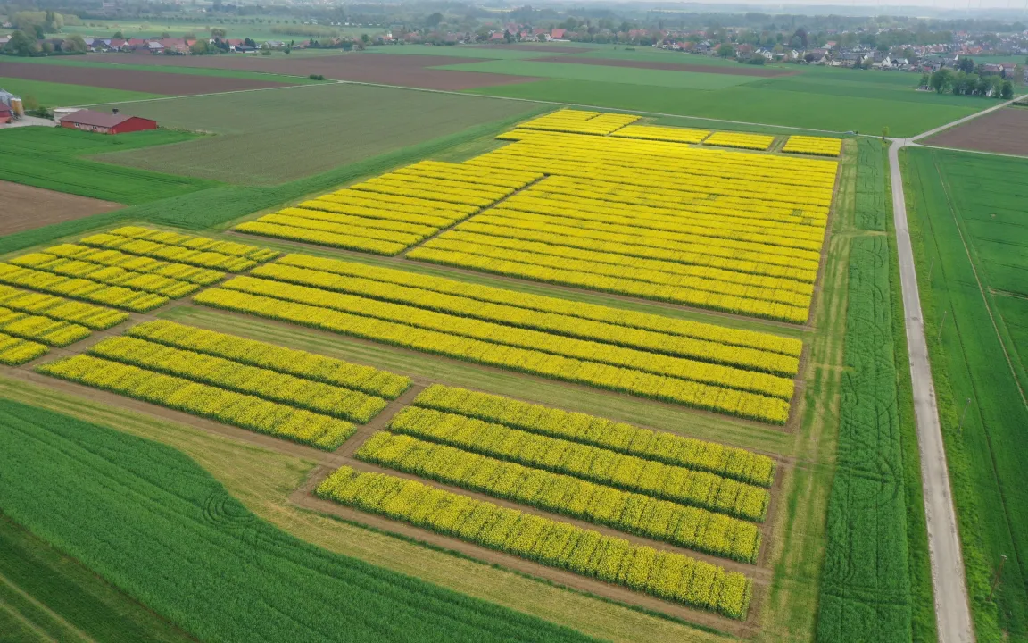 Wie eine neue Rapssorte entsteht