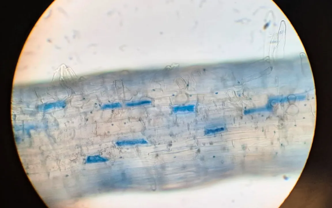 Wilde Verwandte in wilder Ehe