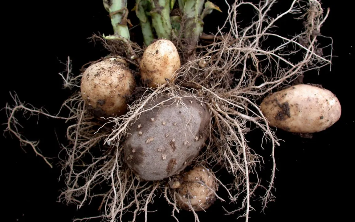 Die Geburt der Knolle