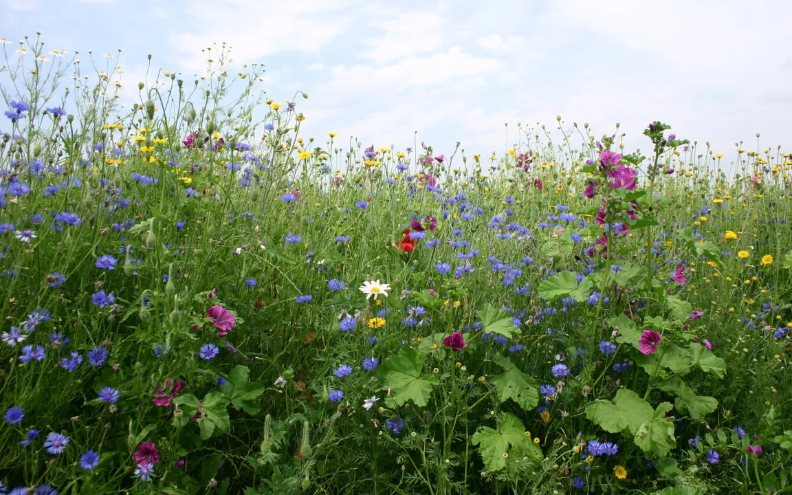 Die Ernte-Versicherung