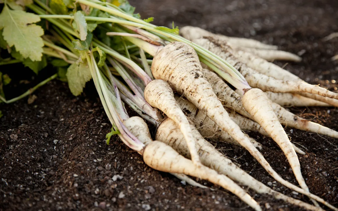 Pastinaken: Heimisches Gemüse bereichert den Essensplan