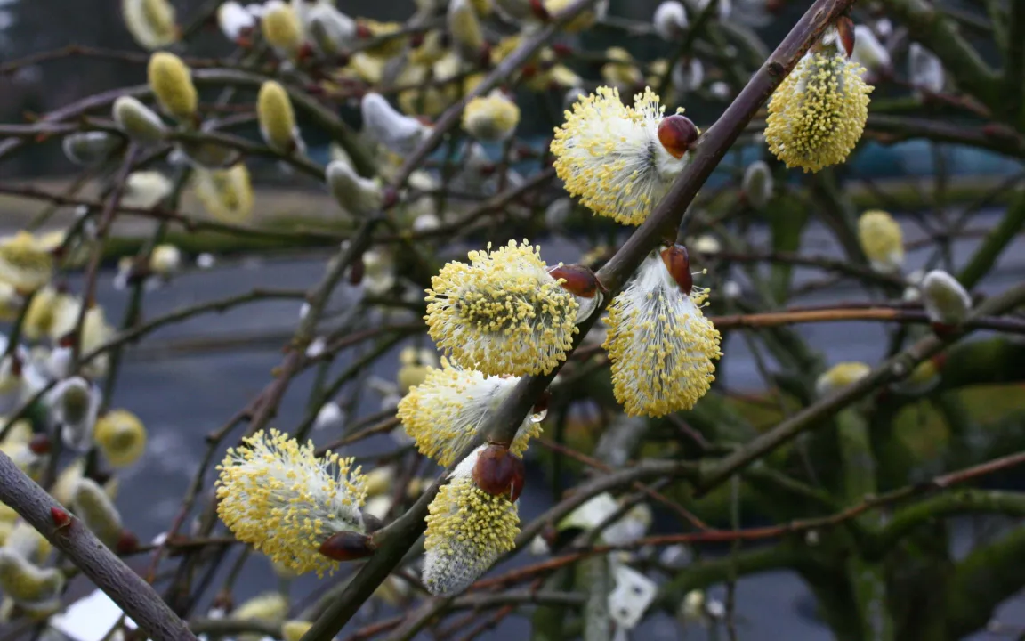 Weiden – insektenfreundlich, nützlich, attraktiv