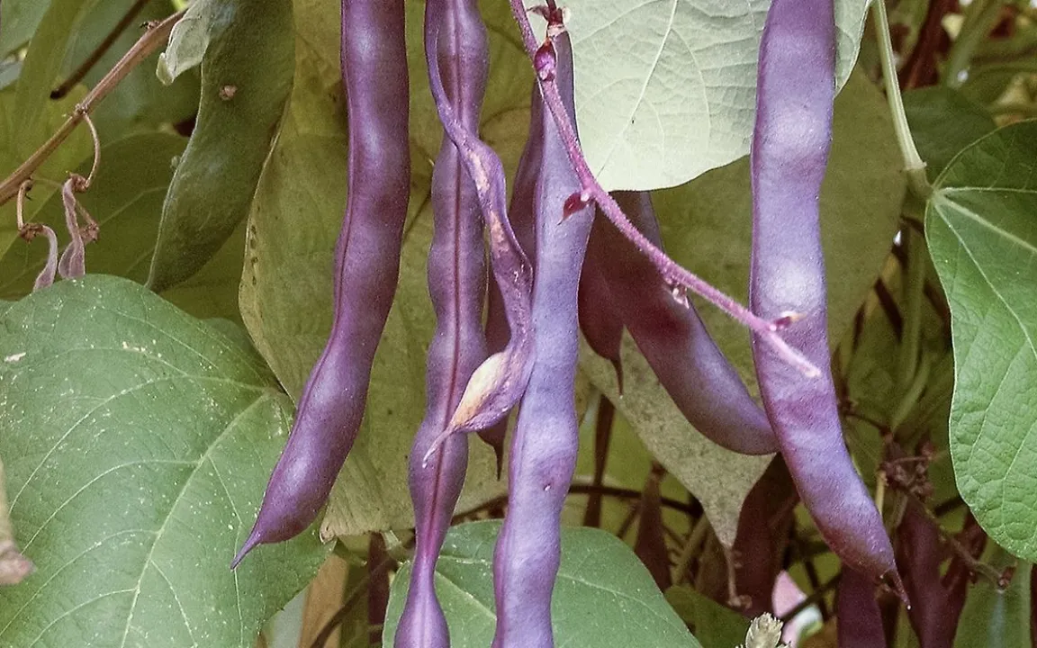 Die Gartenbohne ist "Giftpflanze des Jahres 2026"