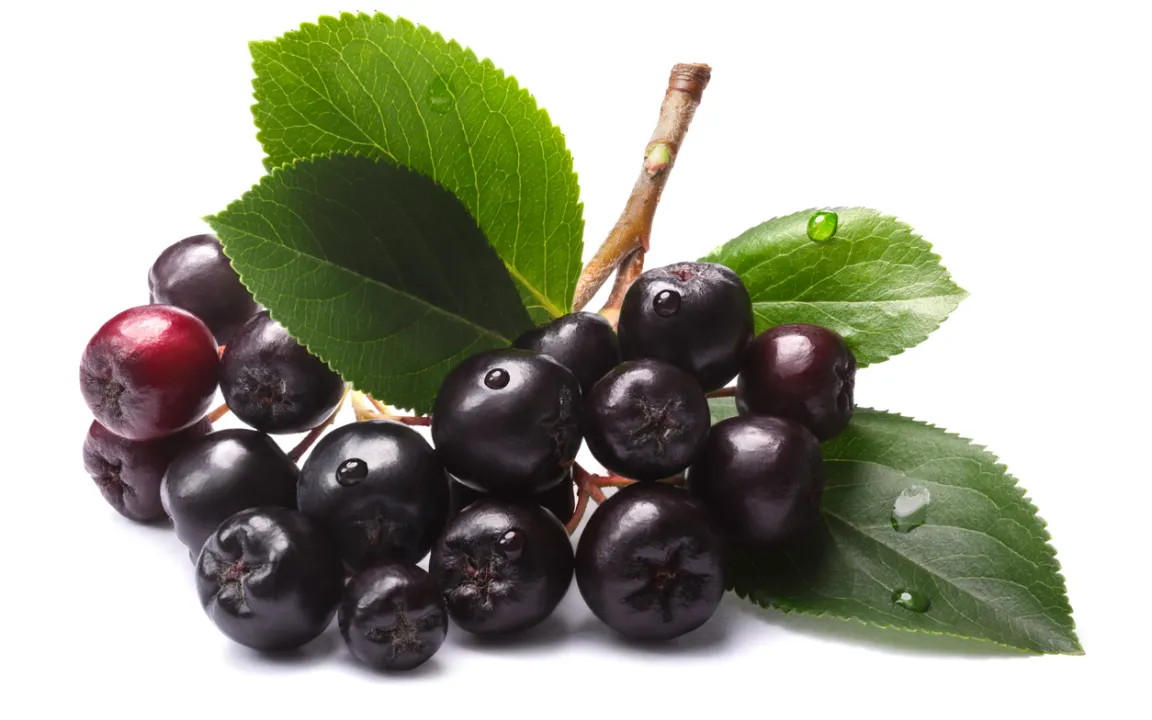 Aronia: zwischen Mythos und Fakten