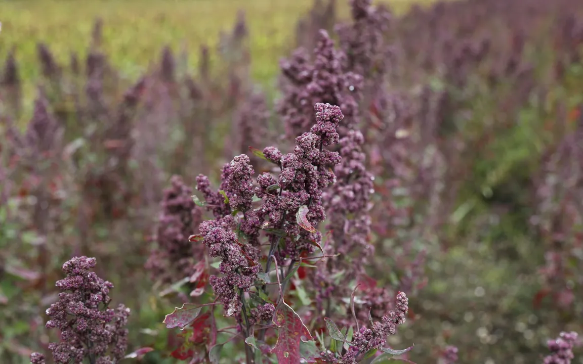 Quinoa Made in Germany