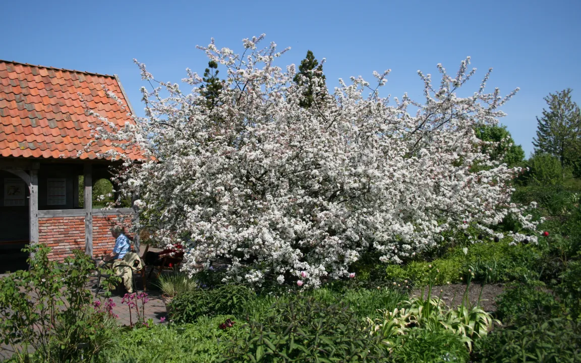 Zieräpfel: Schön anzusehen und gut für die Natur