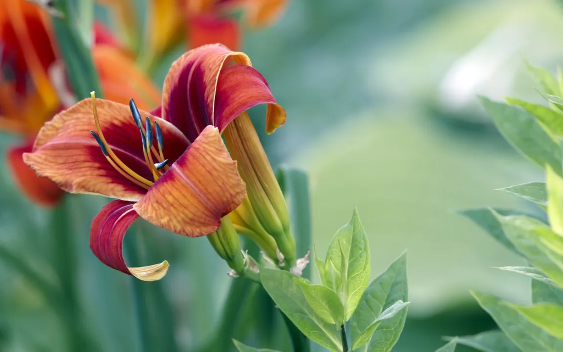 Pflegeleichte Taglilien