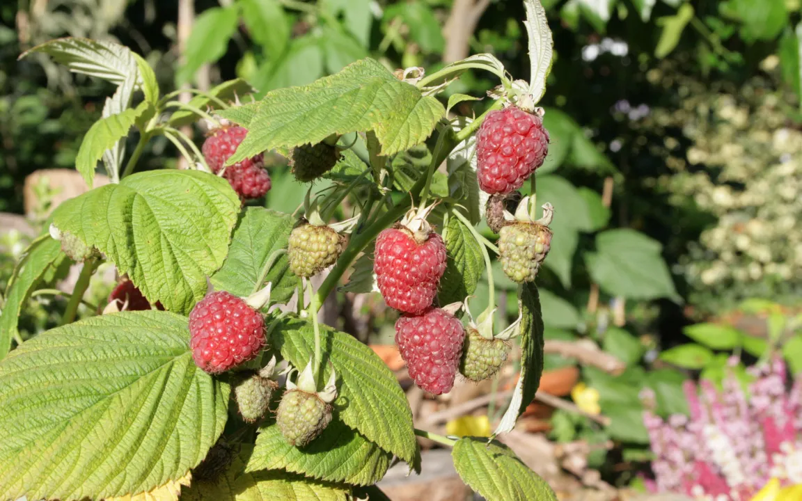 Zwerghimbeeren: Für Kübel gut geeignet
