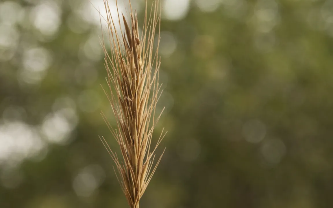 Gen-Schatz aus der Wildnis