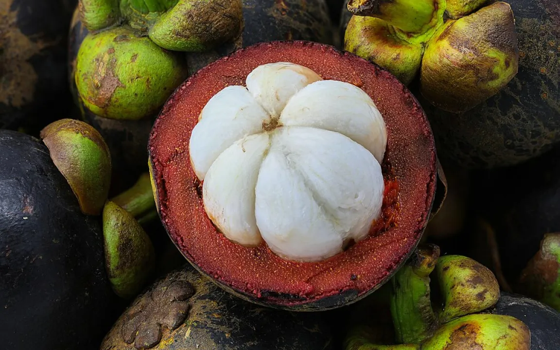 Die Mangostan