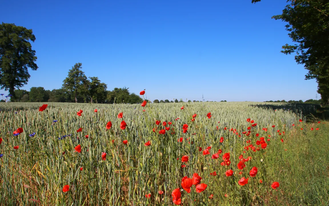 Junge Erwachsene kennen sich nicht mehr gut in der Natur aus