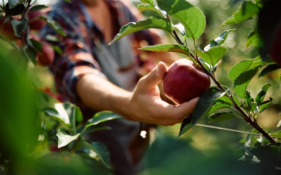 Erntezeit im Obstgarten