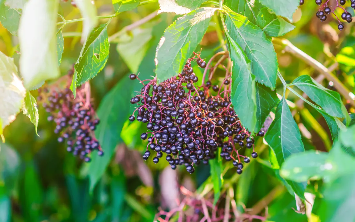 Erntezeit für Holunderbeeren