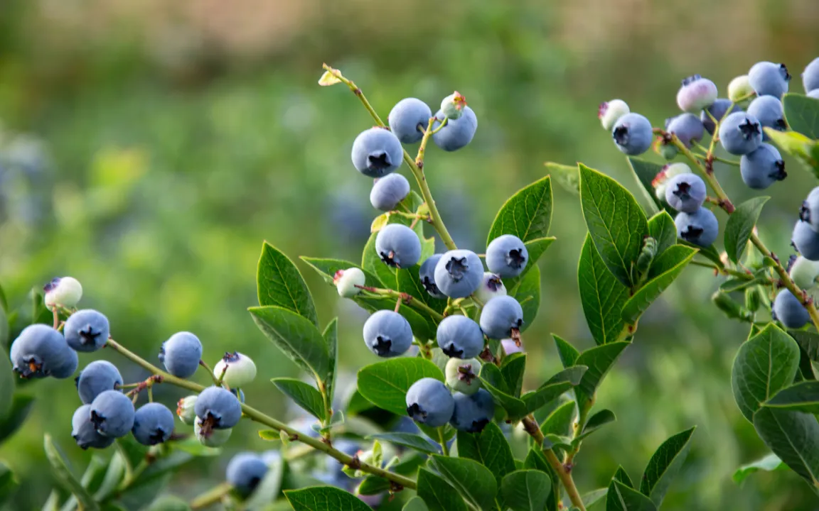Blaubeeren aus dem eigenen Garten