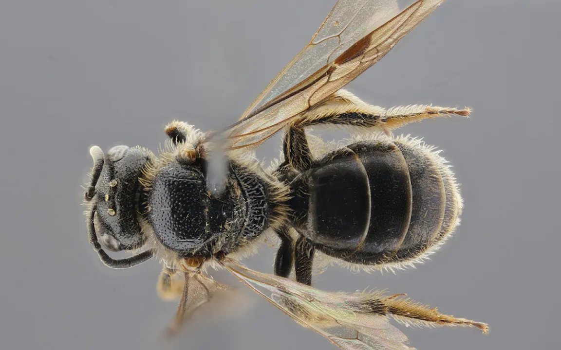 Sieben neue Wildbienenarten in Niedersachsen entdeckt