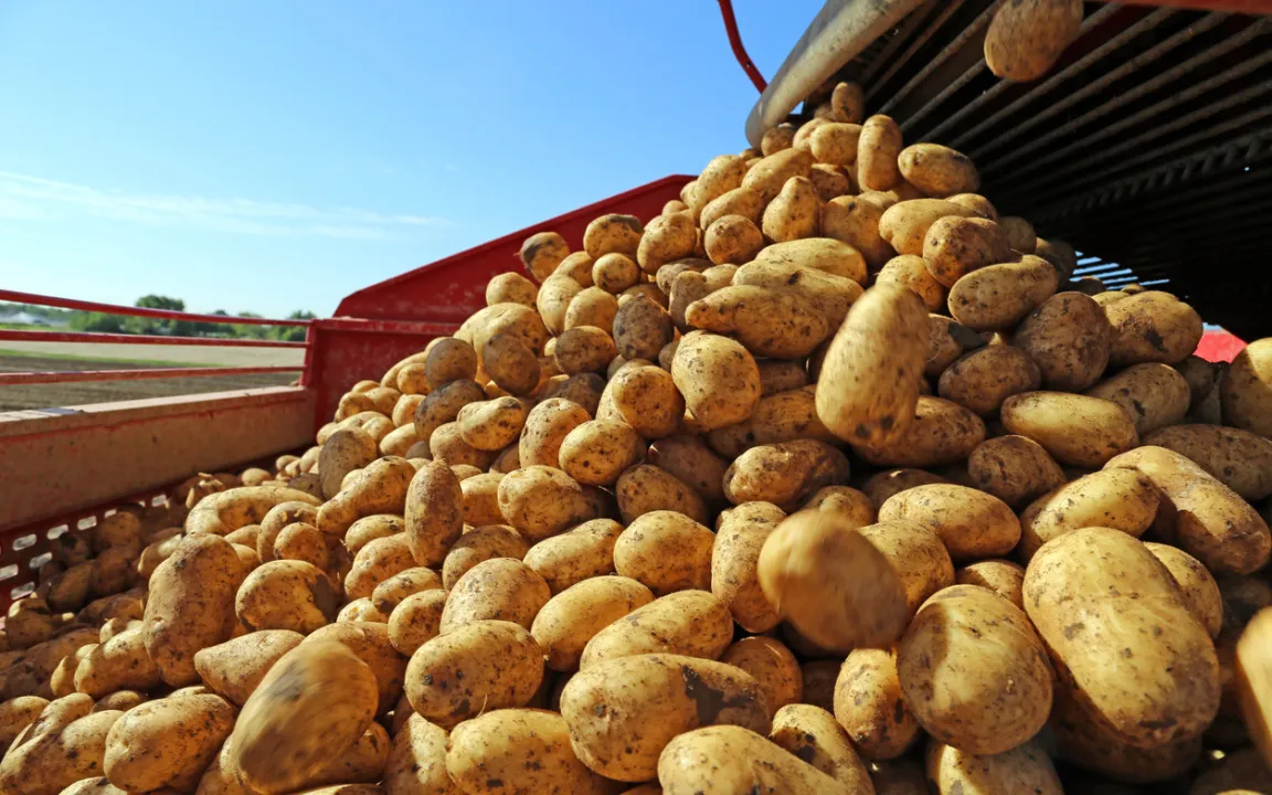 Ernte 2026: Viele Pflaumen, kleine Kartoffeln, farbkräftige Rotweine