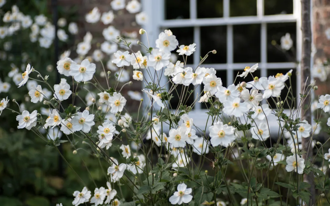 Herbst-Anemonen – filigrane Blüten im Herbst