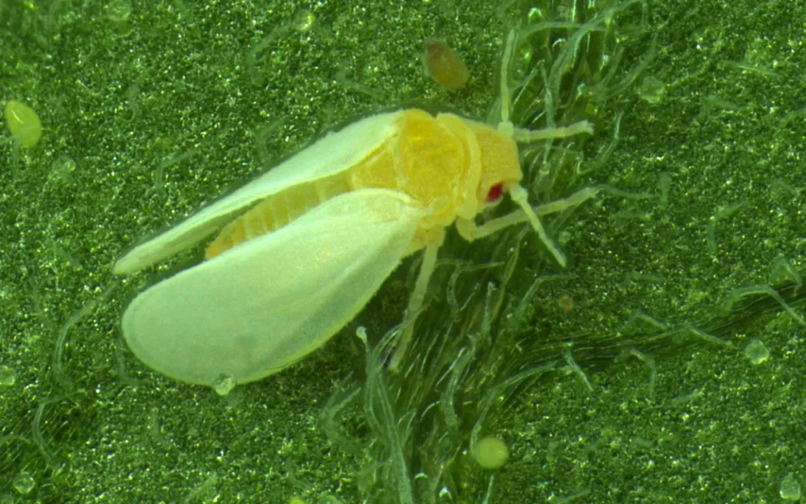 Insekt „klaut“ Superkräfte von Pflanzen