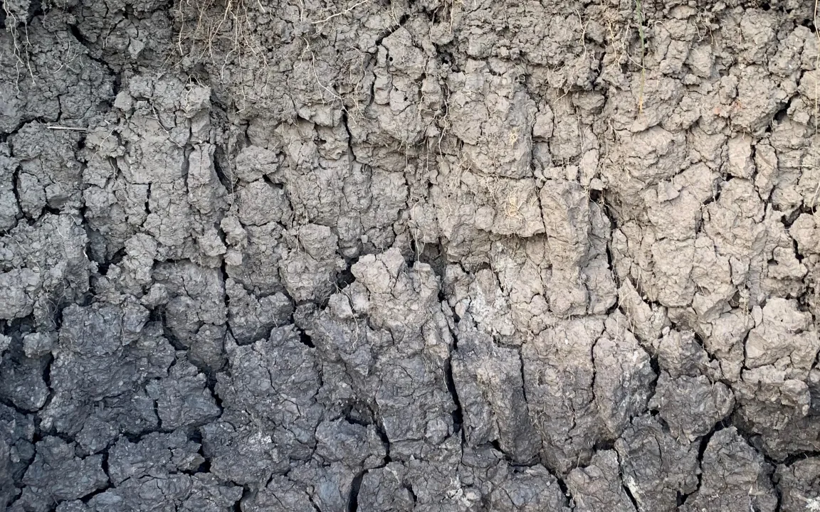 Boden des Jahres 2022: Der Pelosol