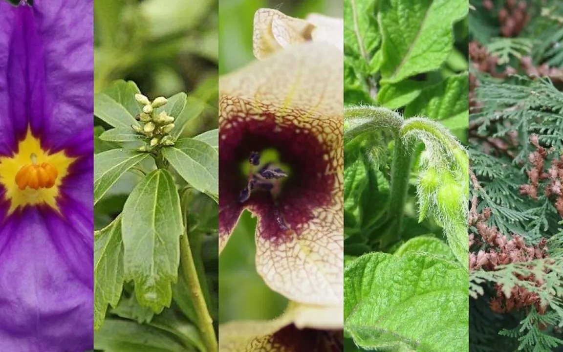 Wahl zur „Giftpflanze des Jahres 2022“